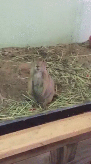 How to put your rodent to sleep funny cute gif @PMSLweb.com