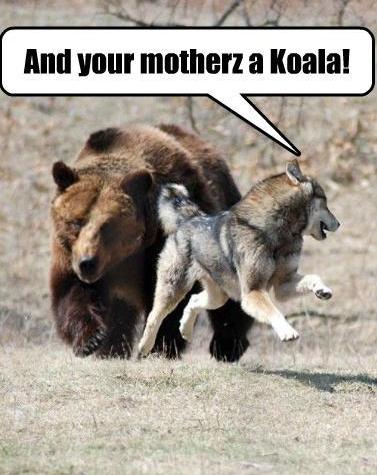 your mother's a koala