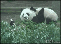 Panda disciplines kid funny gif