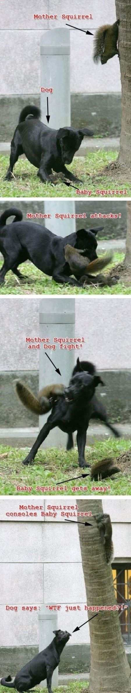 dog versus squirrel mum