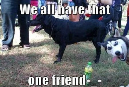 we all have that one friend dog funny