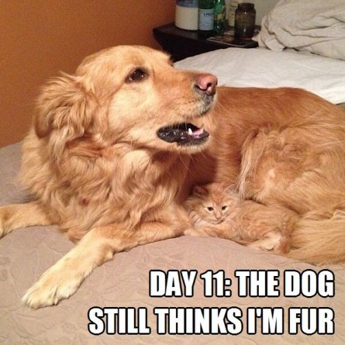 Day 11: the dog still thinks I'm fur