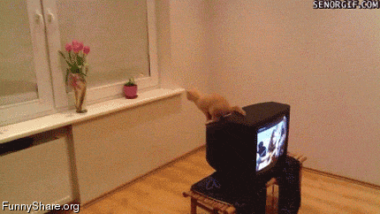 http://www.pmslweb.com/the-blog/wp-content/uploads/2013/09/19-funny-cat-fail.gif