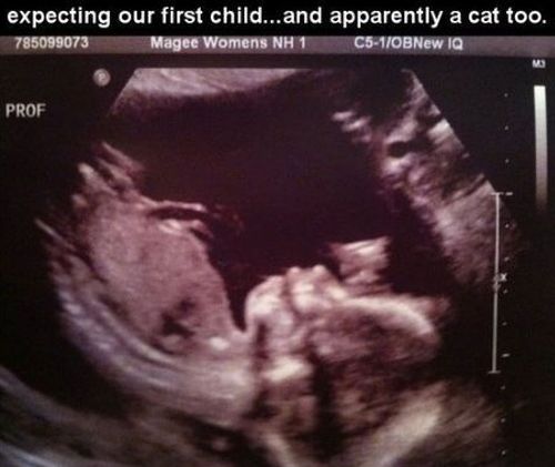 we're expecting our first child and apparently a cat