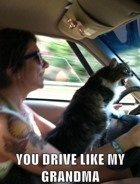 Cat funny you drive like my grandma