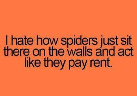 I hate how spiders just sit on the wall funny