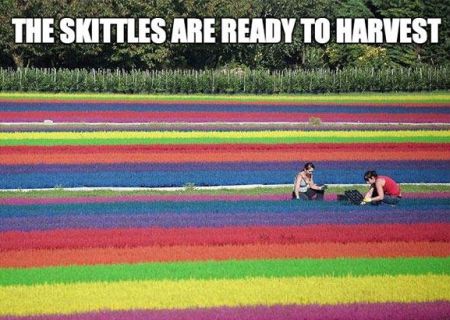 the skittles are ready to harvest