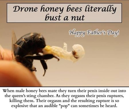 Drone honey bee literally bust a nut