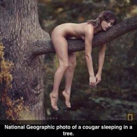 national geographic cougar sleepingin tree funny