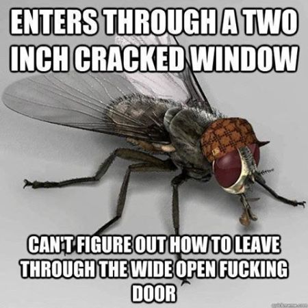 Enters through a two inch cracked window fly funny