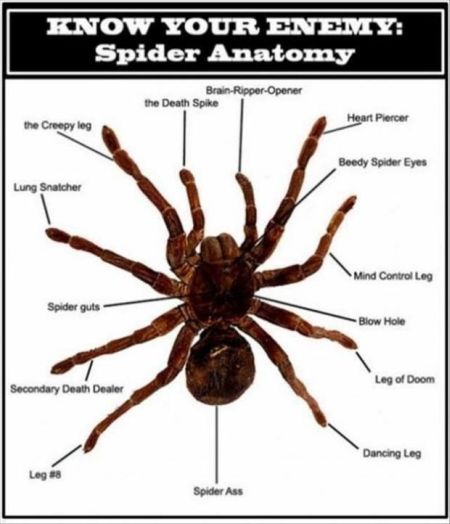 Know your enemy spider anatomy