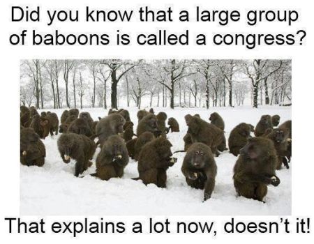 A large group of baboons is called a congress