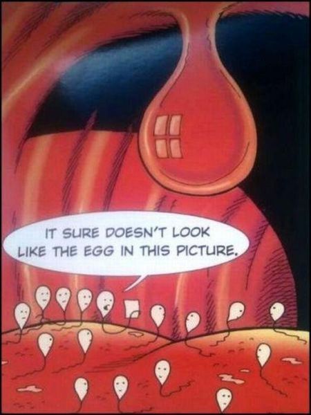 spermatozoides funny cartoon