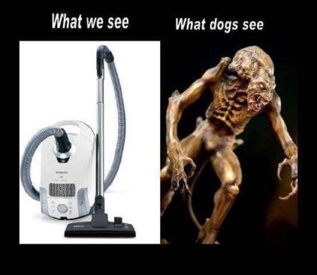 vacuum what we see versus what dogs see