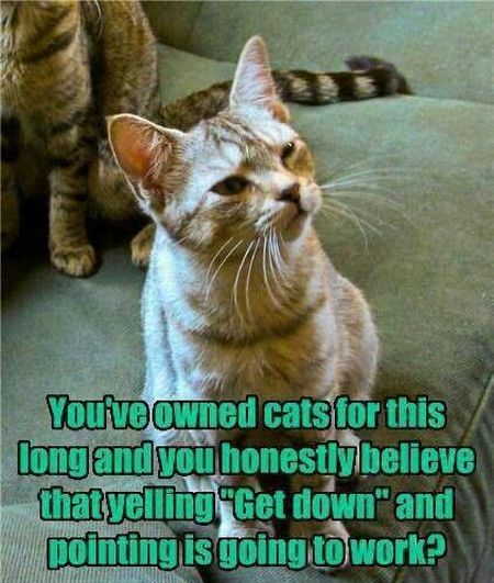 You’ve owned cats for this long