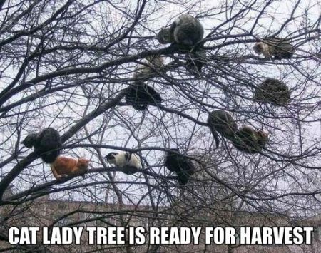 Cat lady tree is ready for harvest