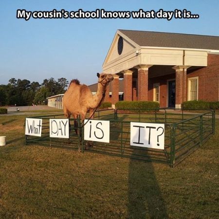 My cousins school knows what day it is hump day