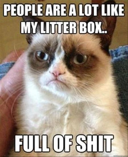 people are like my litter box grumpy cat