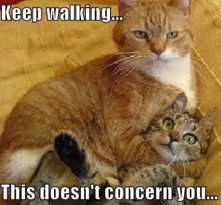 keep walking cat funny