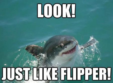 just like flipper shark funny