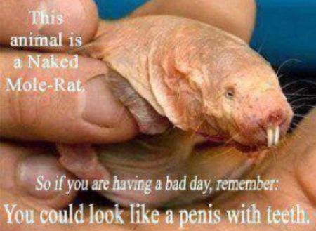 naked mole rat penis with teeth