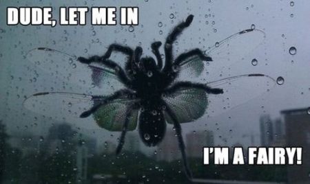 let me in I�m a fairy spider meme