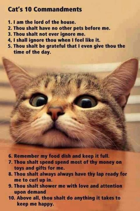 cat’s 10 commandments