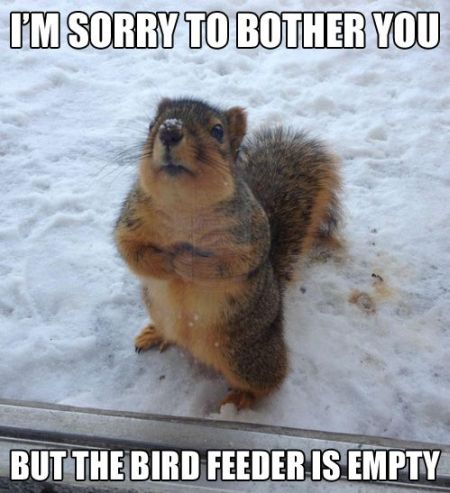 I�m sorry to bother you squirrel funny