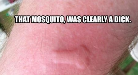 that mosquito was a dick