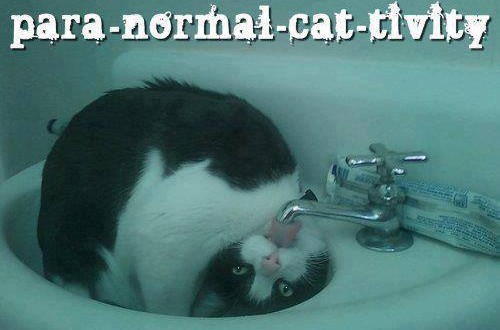 paranormal cat tivity