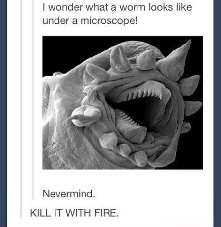 worm under a microscope