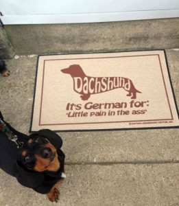 47-dachshund-is-german-for