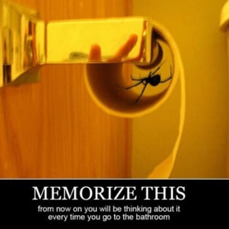 memorize this spider demotivational