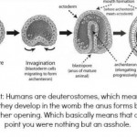 we all started as an anus