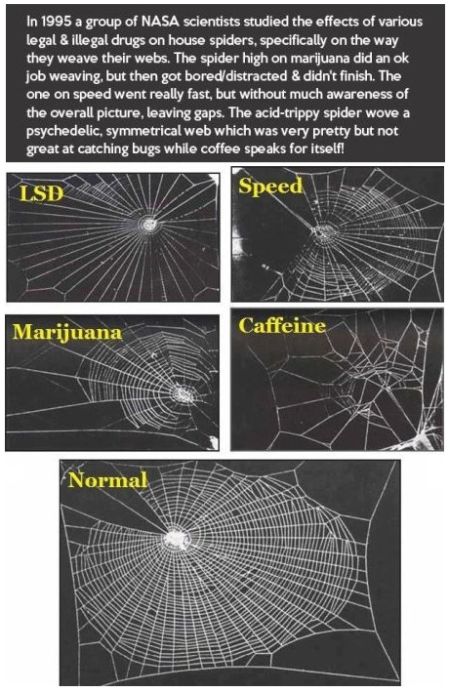 nasa studies spiders on drugs