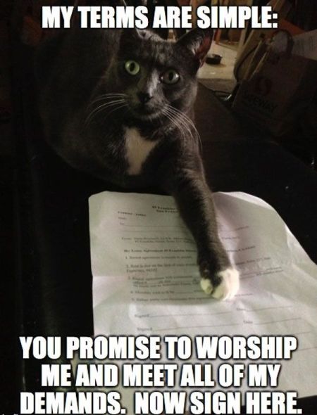my terms are simple cat meme