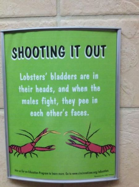 lobsters bladders are in their heads
