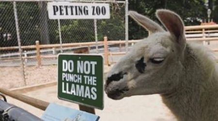 do not punch the llamas