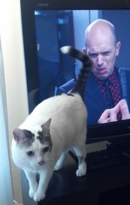 cat butt TV funny