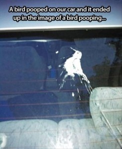 A bird pooped on our car - funny meme at PMSLweb.com