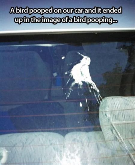 a bird pooped on our car meme