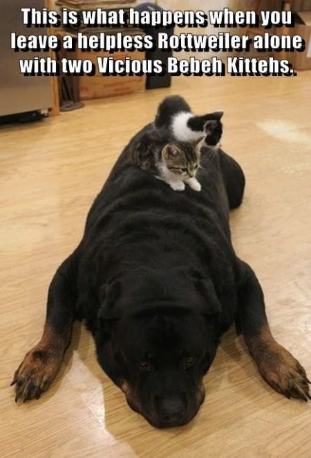 Rottweiler and kittens funny