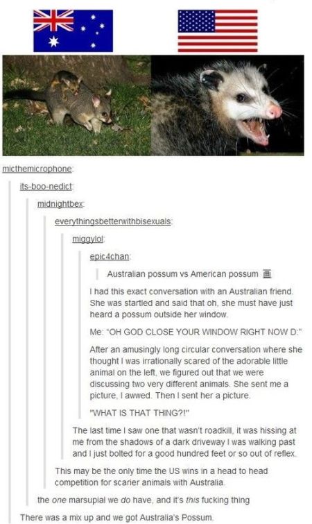 Australian Opossum versus American Opossum