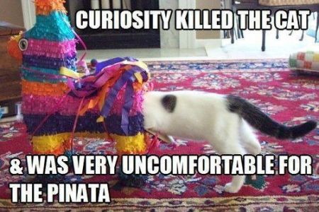 curiosity killed the cat piñata meme