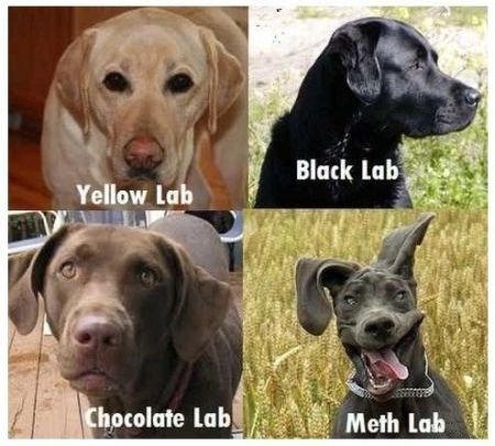 different kinds of labs funny