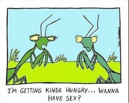 praying mantis funny cartoon