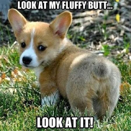 look at my fluffy butt meme