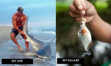 my job versus my salary funny