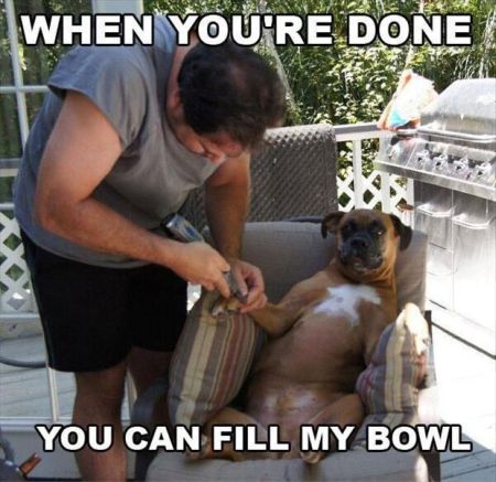 when you’re done you can fill my bowl dog meme