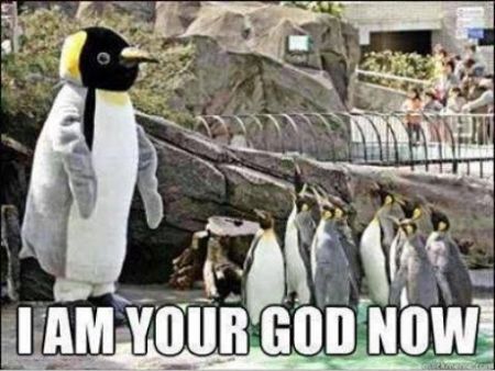 penguins I�m your god now meme